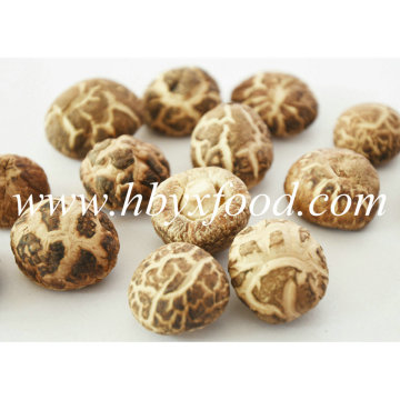 2-2.5cm Organic Green Dried Tea Flower Mushroom